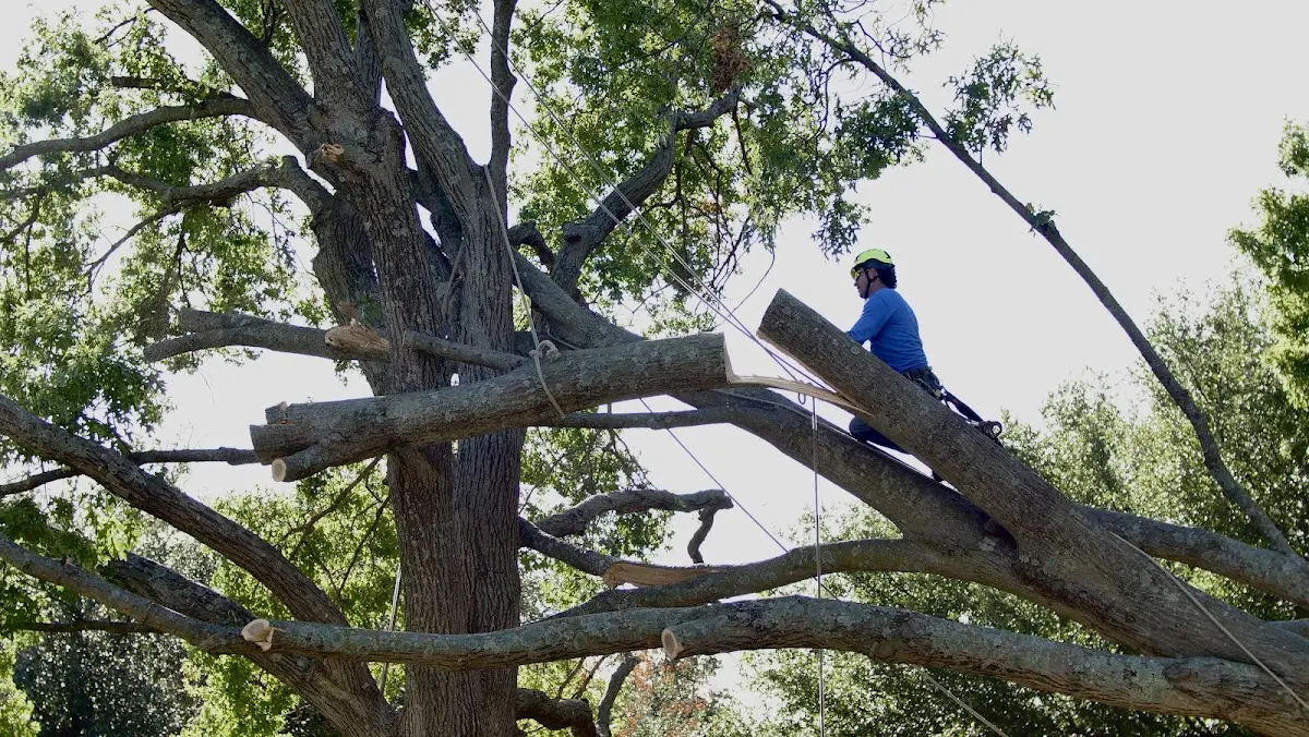 Professional Crown Thinning performed by certified arborists in New Holland