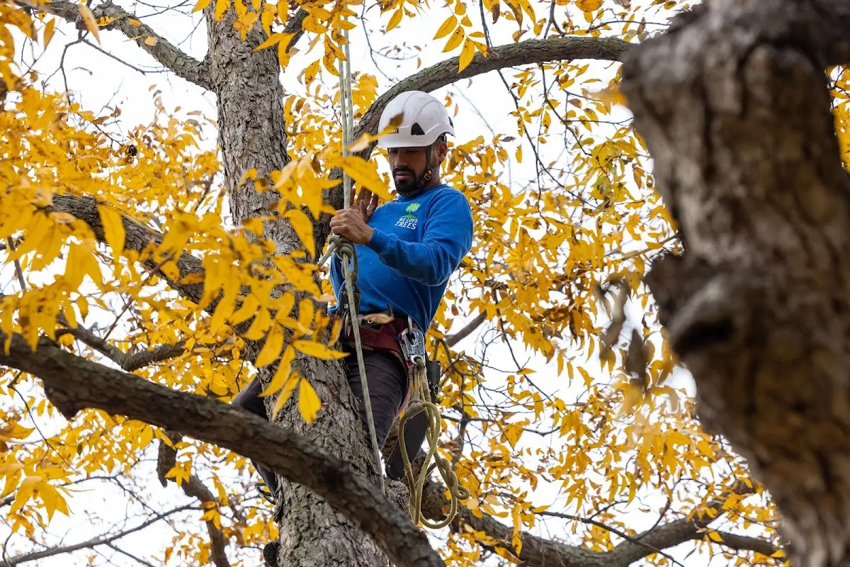 Skilled Tree Pruning crew working in New Holland